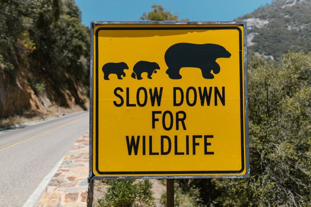 Preguiça é retirada de área de risco na estrada Guarulhos-Nazaré pela GCM Placa amarela alerta motoristas para reduzir a velocidade devido à presença de animais silvestres nas proximidades da estrada.